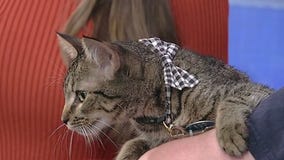 Meet Plutonium: Our Pet of the Day