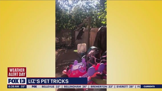 Liz's Pet Tricks for Tuesday, November 29