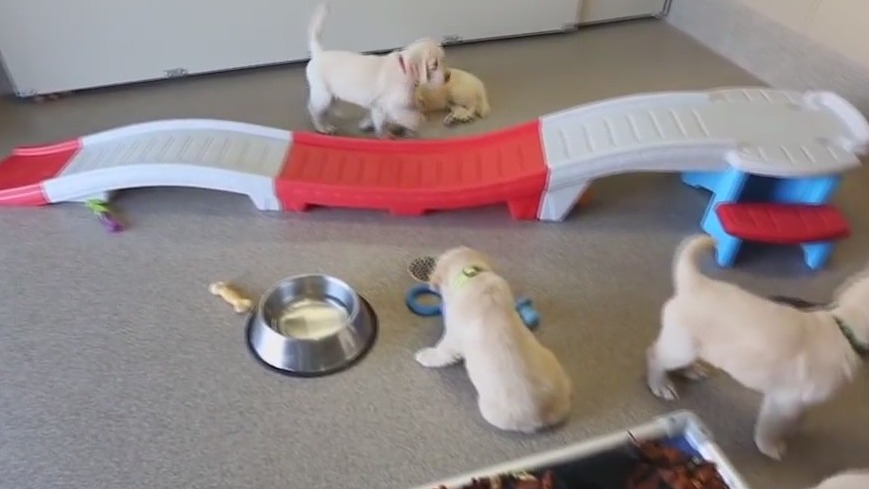 Bark & Brew comes to Rochester Mills Beer Company