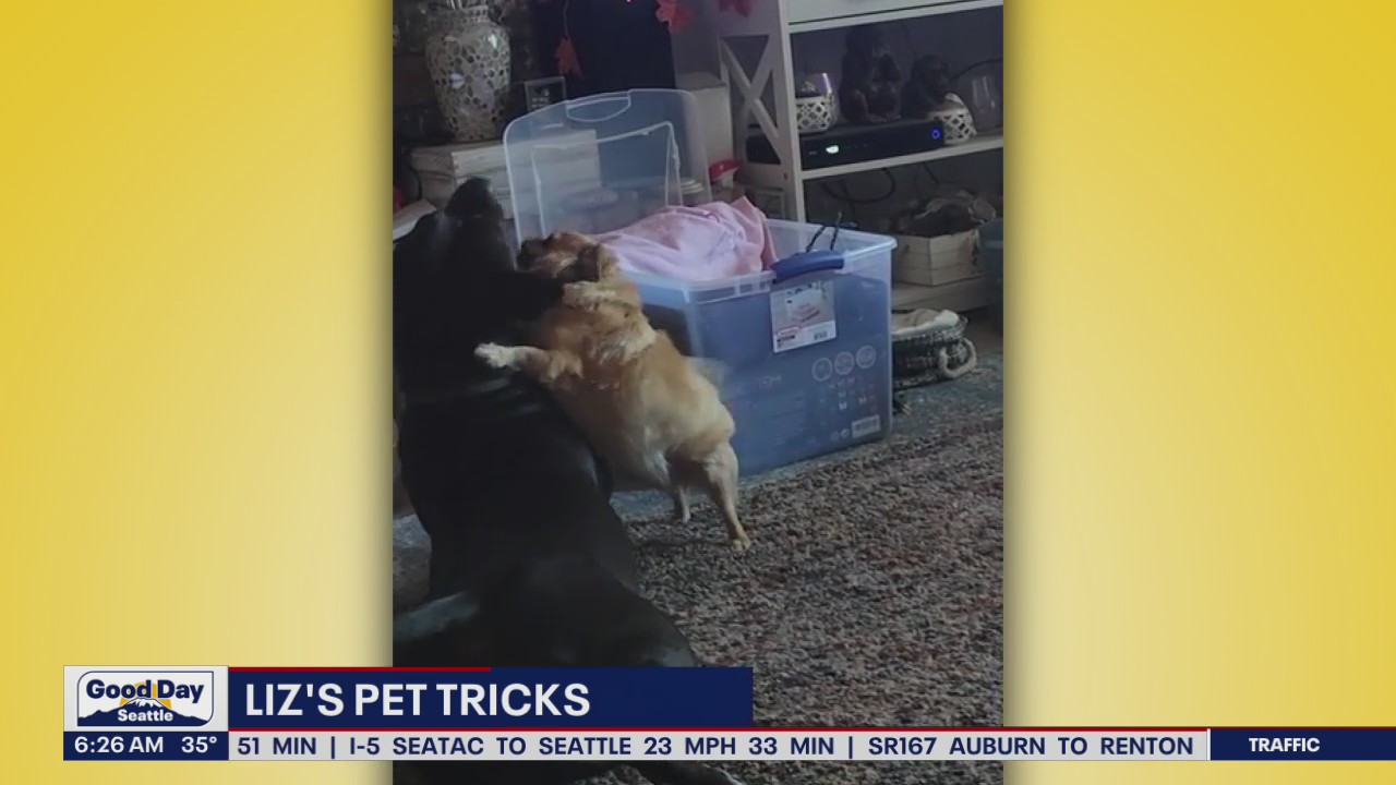 Liz's Pet Tricks for Tuesday, Nov. 8