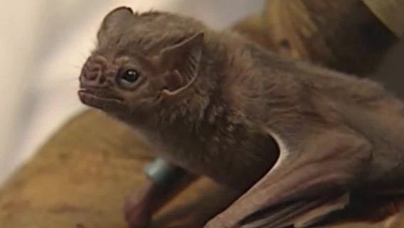 Person bit by rabid bat in St. Clair County