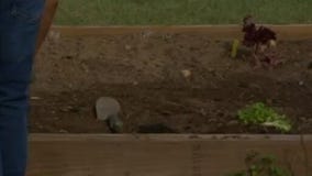 Sustainable Food Center: School Gardens