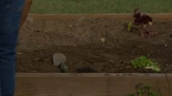 Sustainable Food Center: School Gardens