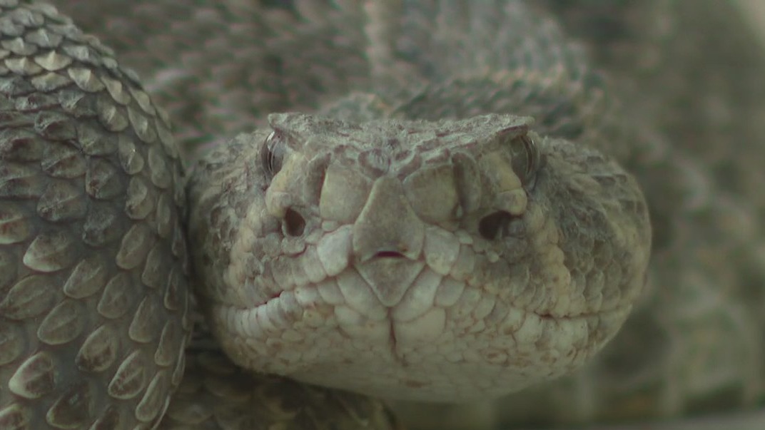 Snake season in Central Texas