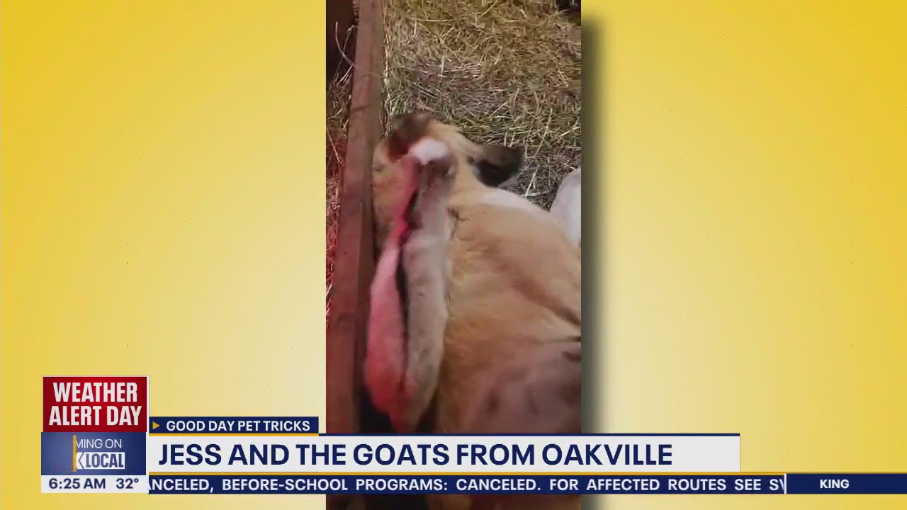 Pet Tricks for Tuesday, February 4