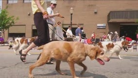 Annual La Grange Pet Parade returns for its 77th year