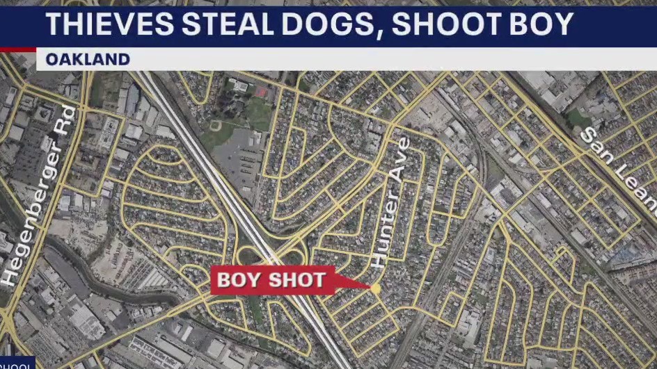 Puppy thieves shoot, hospitalize 17-year-old boy in Oakland