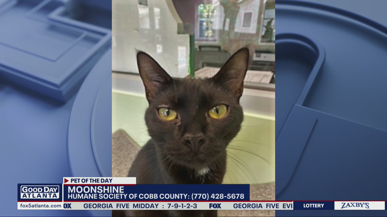 Pet of the Day from the Humane Society of Cobb County