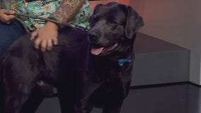 Emmitt at Pflugerville Animal Welfare Services