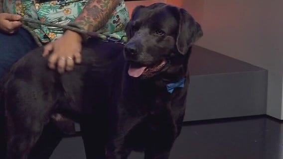 Emmitt at Pflugerville Animal Welfare Services