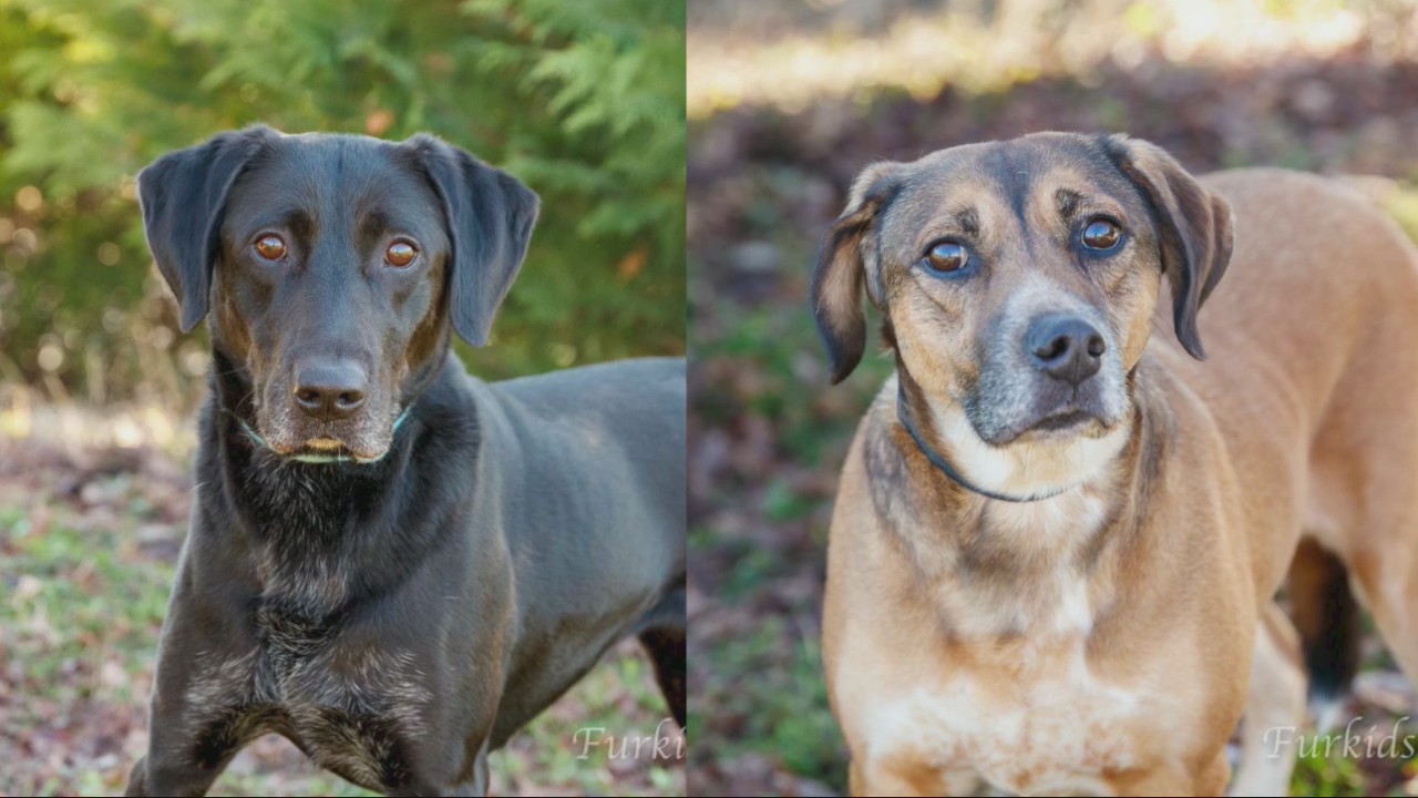 Pets of the Day from FurKids Atlanta