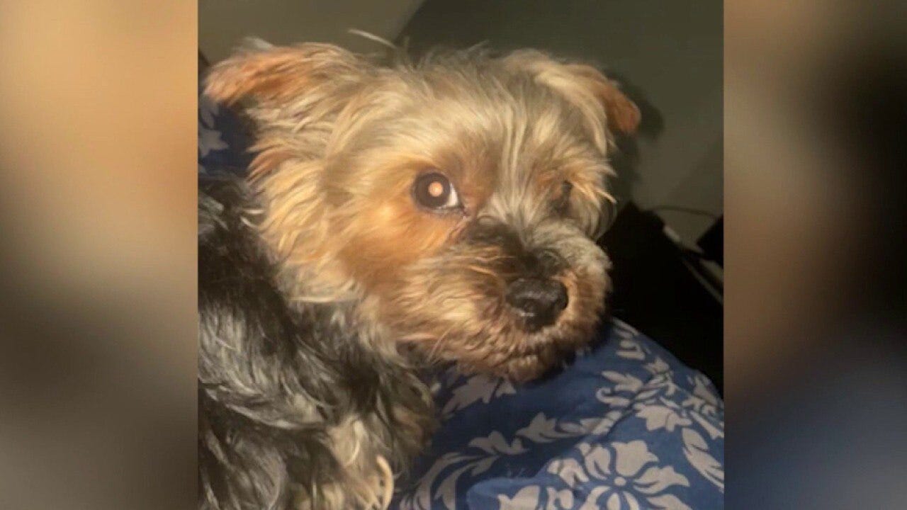 Chicago family says their yorkie was killed by pit bulls,
