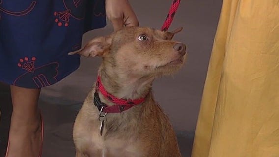 Meet Teddy: Our Pet of the Day