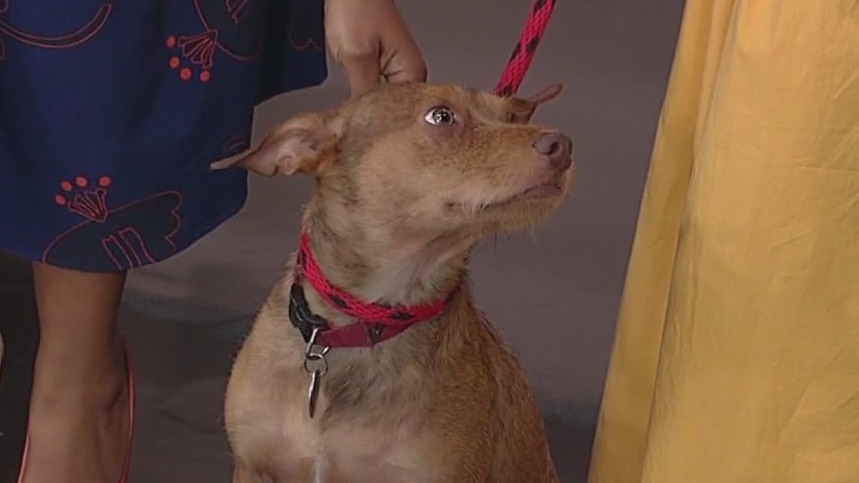 Meet Teddy: Our Pet of the Day