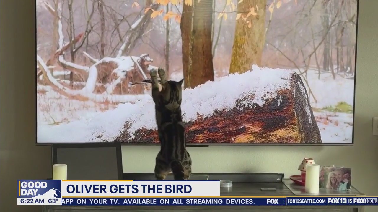 Pet Tricks for Monday, June 9