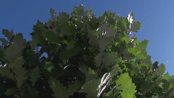 Frogtown Green working to plant trees in St. Paul