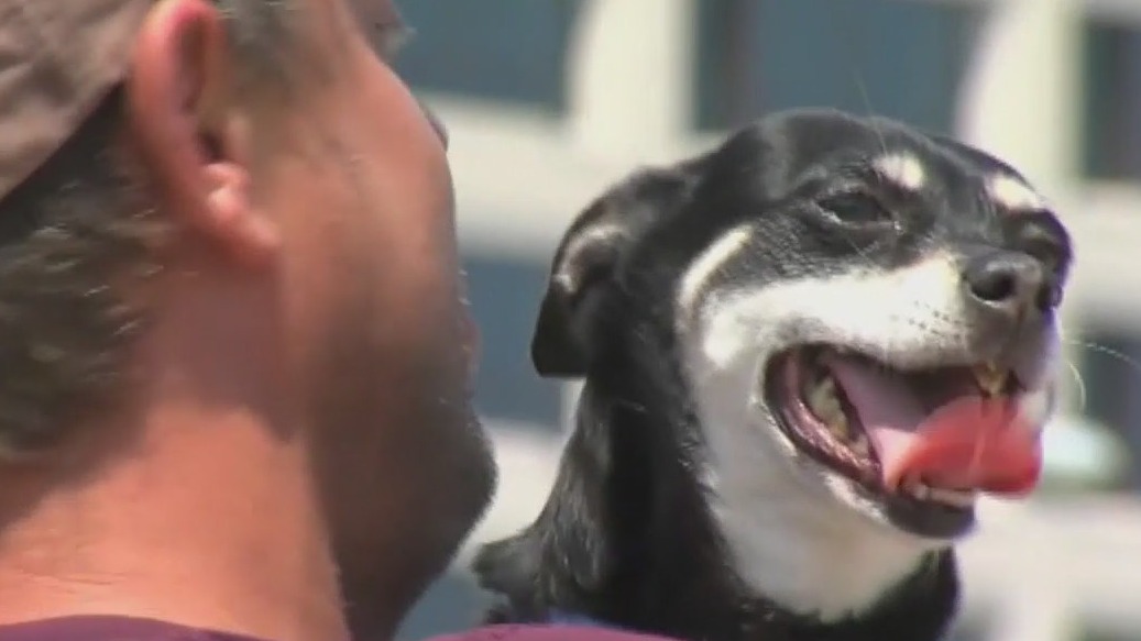 How to protect your dogs as temps heat up this summer