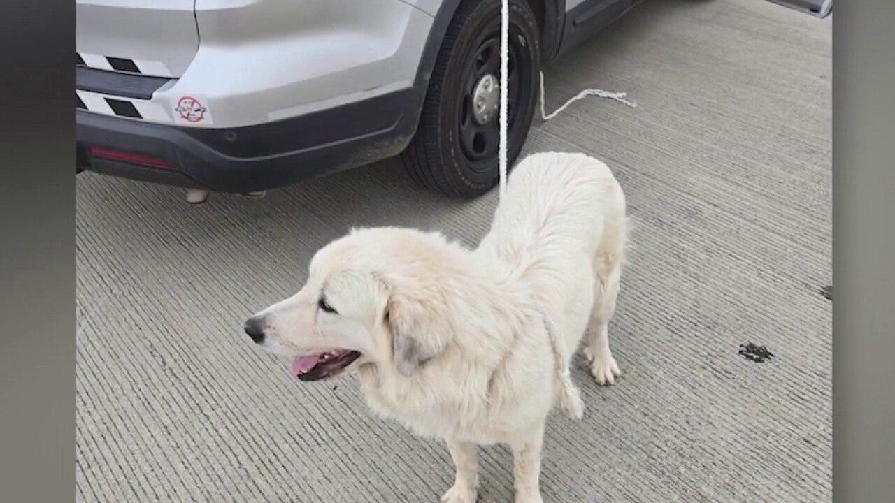 ADOT worker helps reunite lost dog with family
