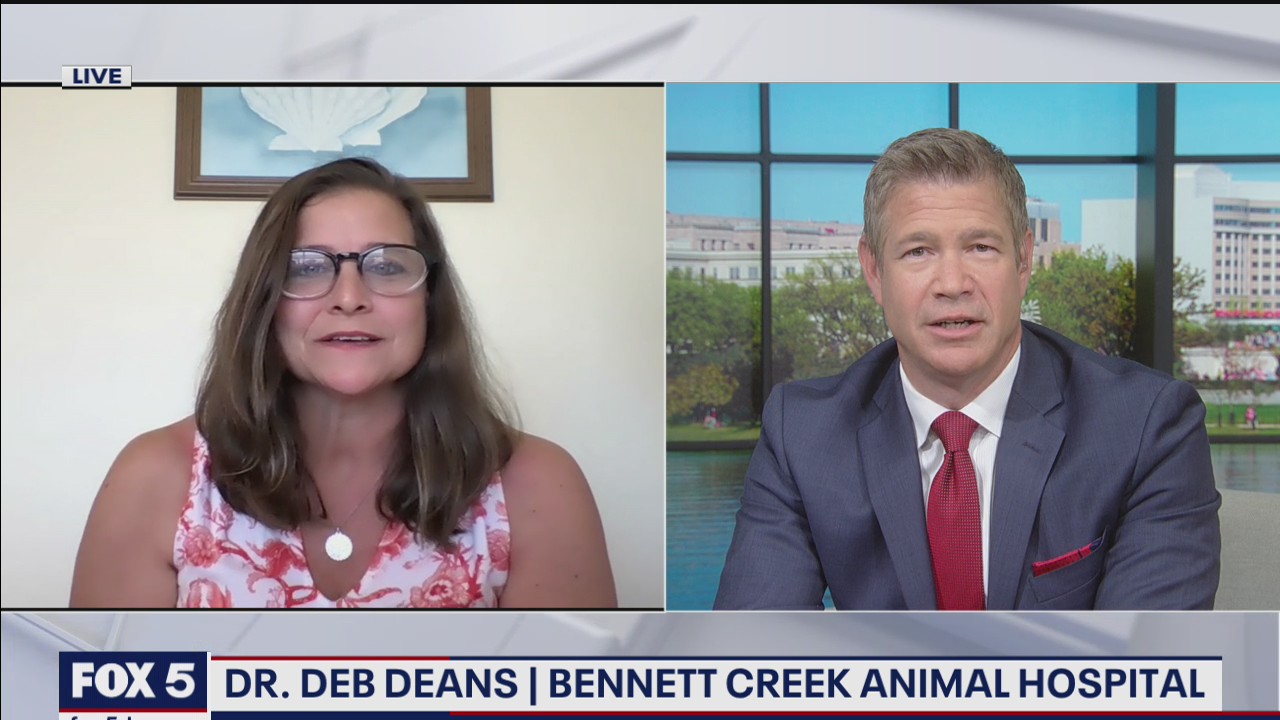 Meeting your dog?s nutritional means