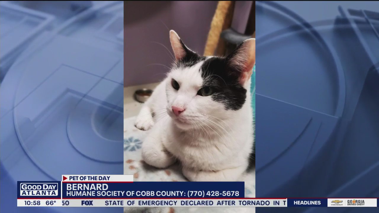 Pet of the Day from the Humane Society of Cobb County | FOX 5 Atlanta