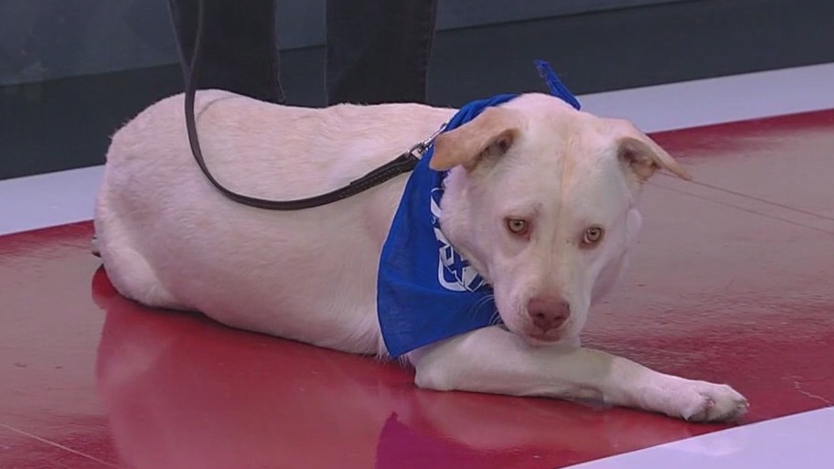 Arizona pup featured in Puppy Bowl XXI