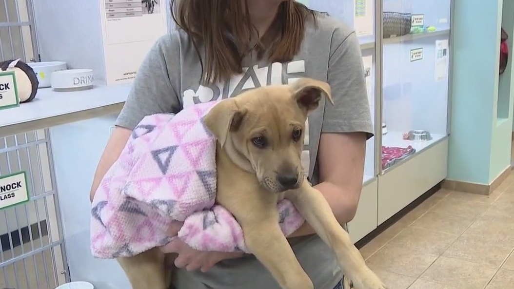 A look at Chandler's AAWL remodel