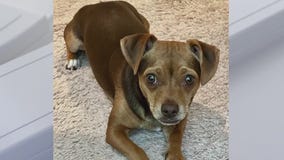 Limbo Chihuahua Rescue