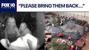 Dozens of guinea pigs stolen in Tucson area