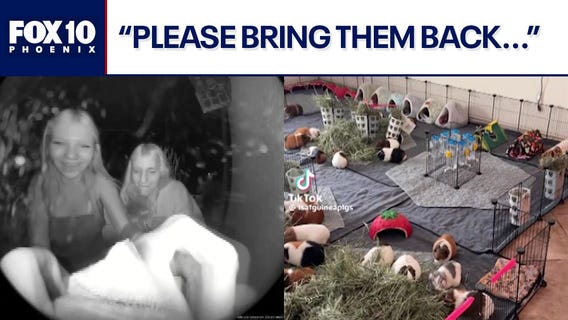 Dozens of guinea pigs stolen in Tucson area