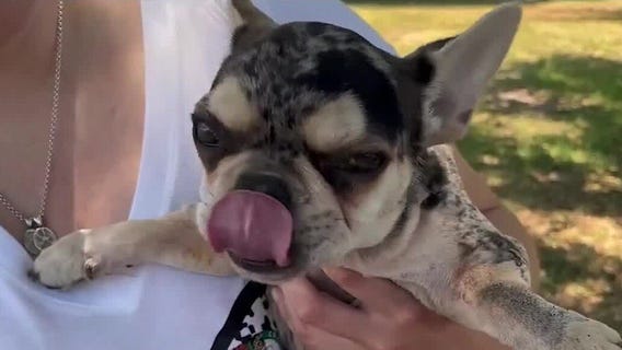 Disabled dog adopted by veterinarian