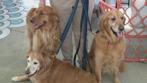 Dozens of Golden Retrievers looking for homes during rescue event at Arizona Biltmore
