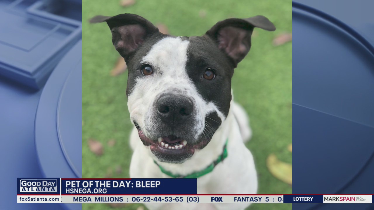 Pet of the Day from the Humane Society of Northeast Georgia