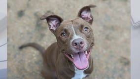 Adopt Romeo from WilCo!