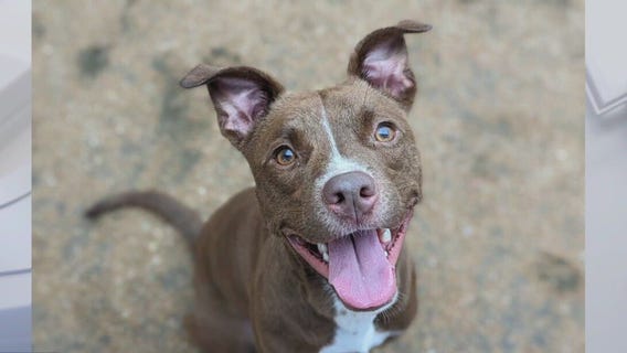 Adopt Romeo from WilCo!