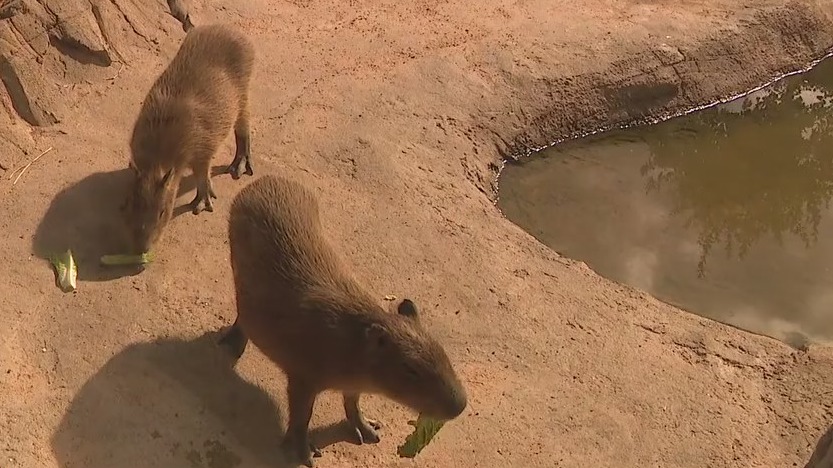 Meet the Houston  Zoo's capybaras