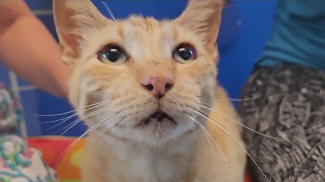 Meet High Noon Harry at Austin Animal Center!