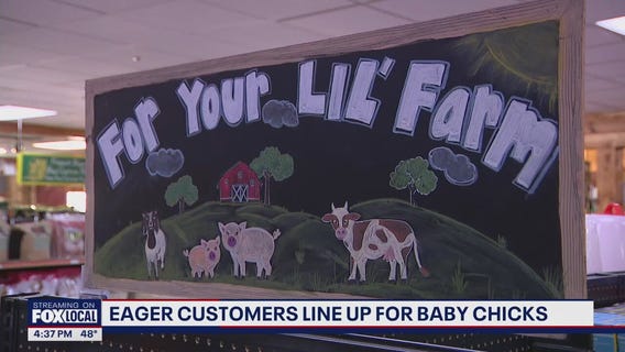 Customers flock to pick up backyard chickens