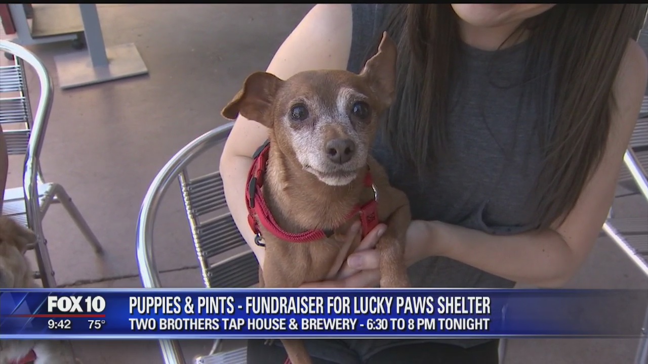 Cory's Corner: Puppies and Pints