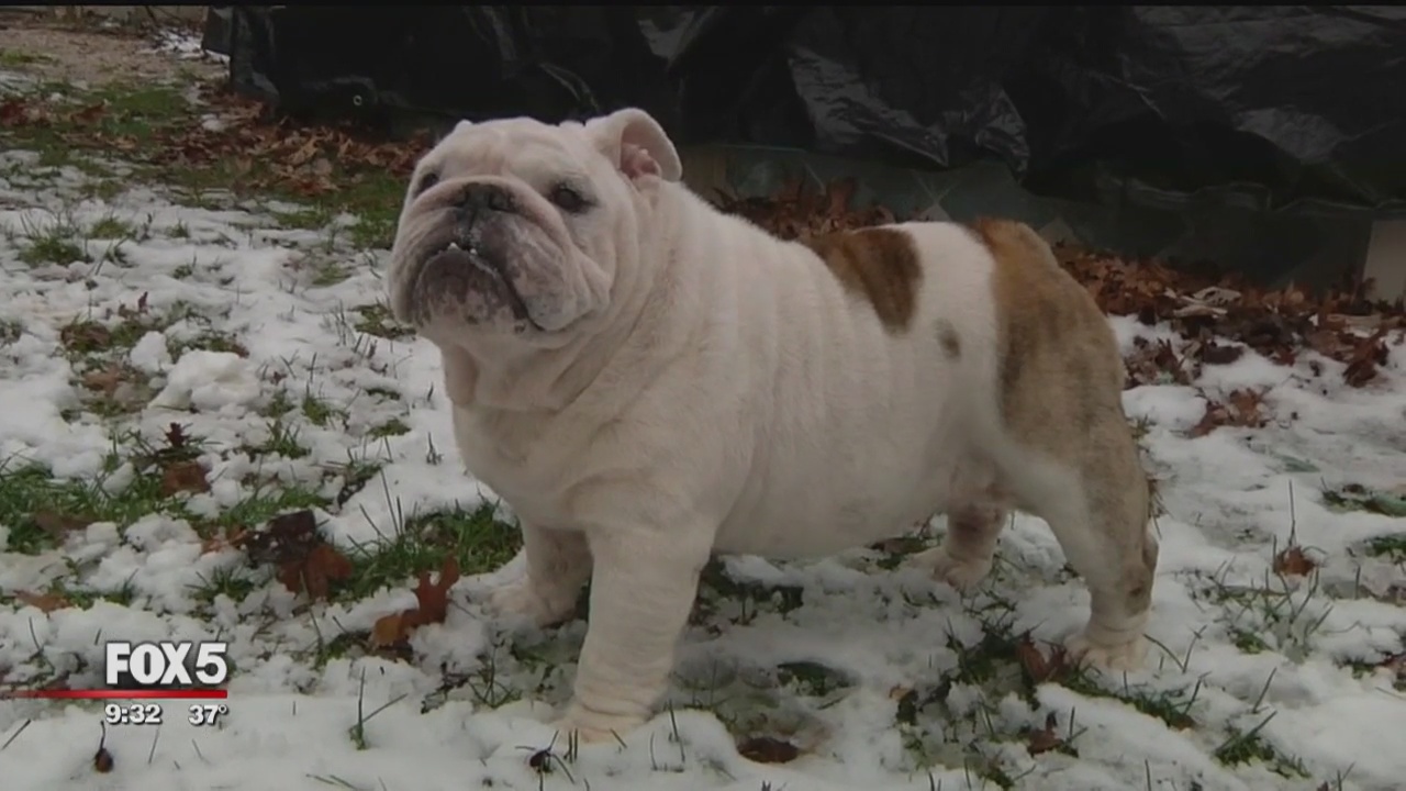 The top 5 dog breeds in New York City