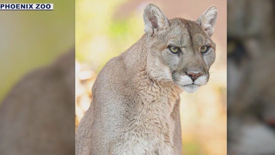 Phoenix Zoo mountain lion put to sleep due to illness