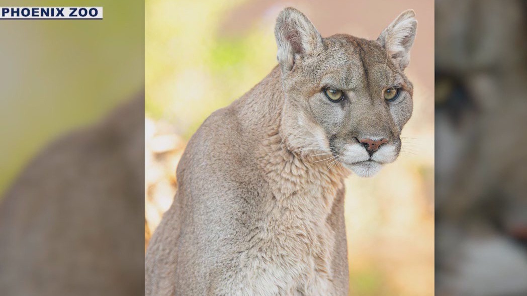 Phoenix Zoo mountain lion put to sleep due to illness