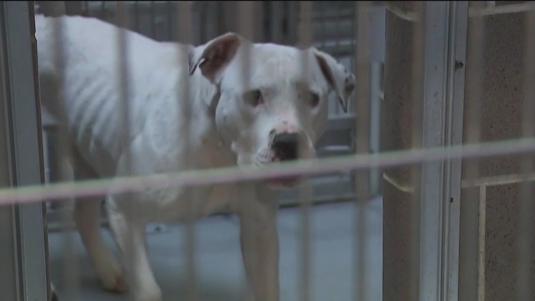 Pet surrenders soar in Chicago, pushing city shelter to the brink