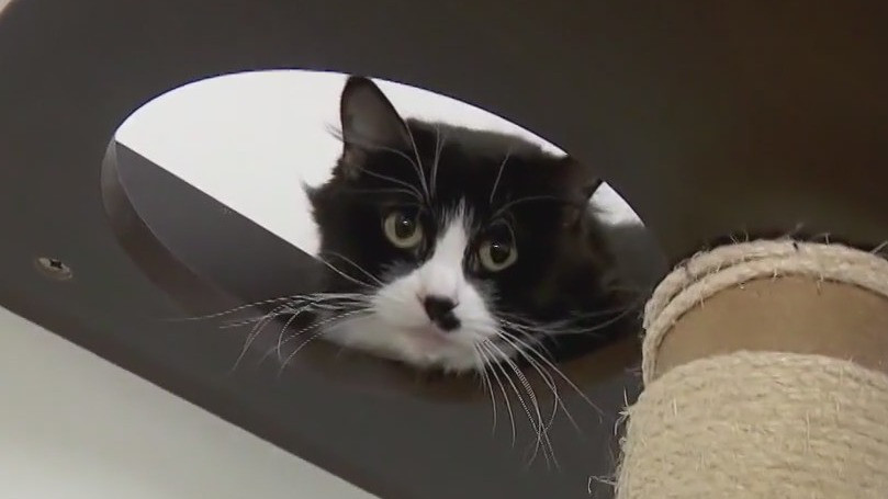 Cat lovers unite for Cat Video Festival