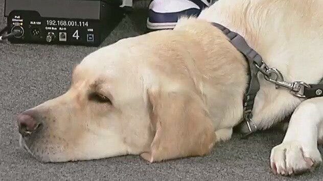 USF Police's therapy K9 to cover Tampa campus