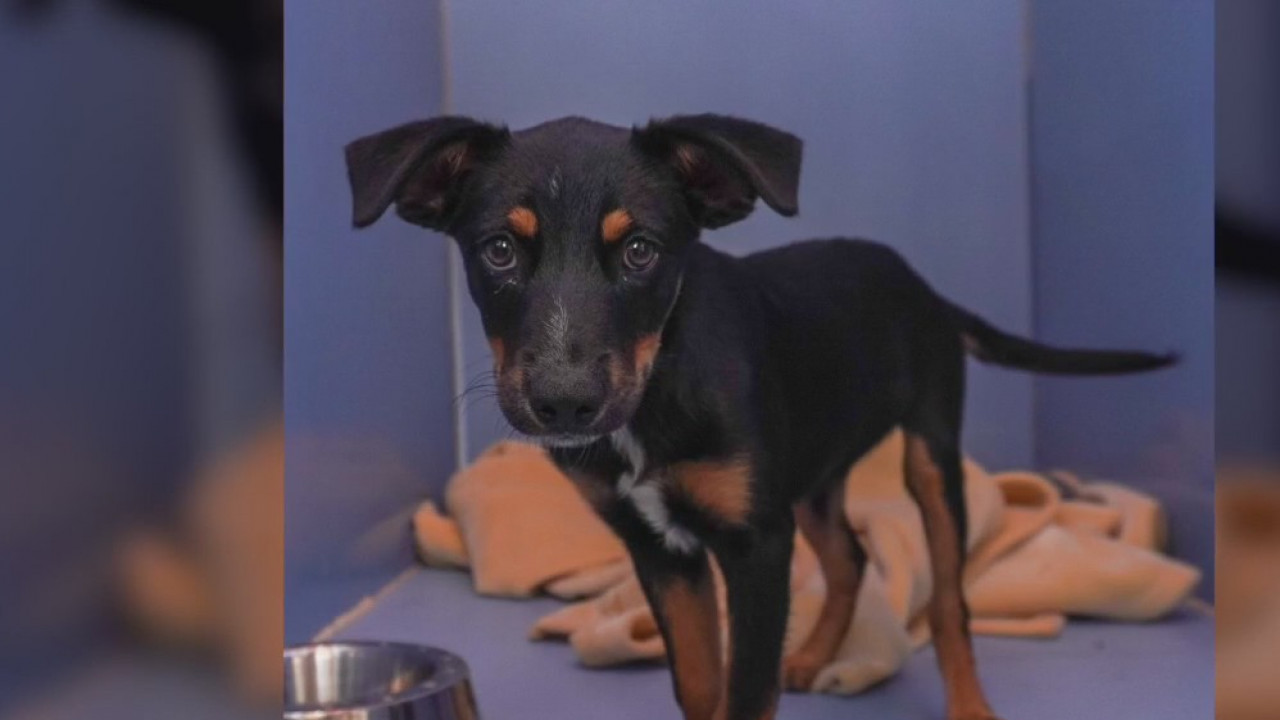 Pet of the Weekend: Bear