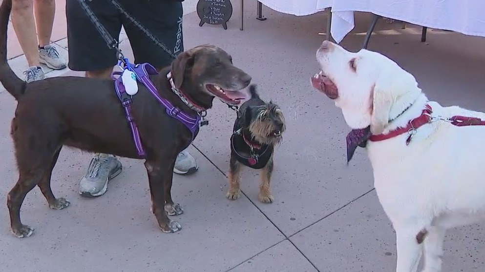 AZK9 Rescue hosts its 9th annual 'Running for the Bulls'