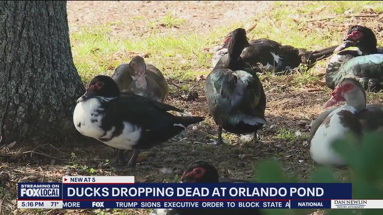 Dozens of ducks found dead or dying at Orlando pond