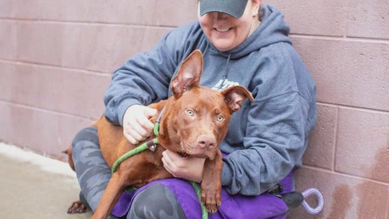 Meet Delaware: Our Pet of the Day
