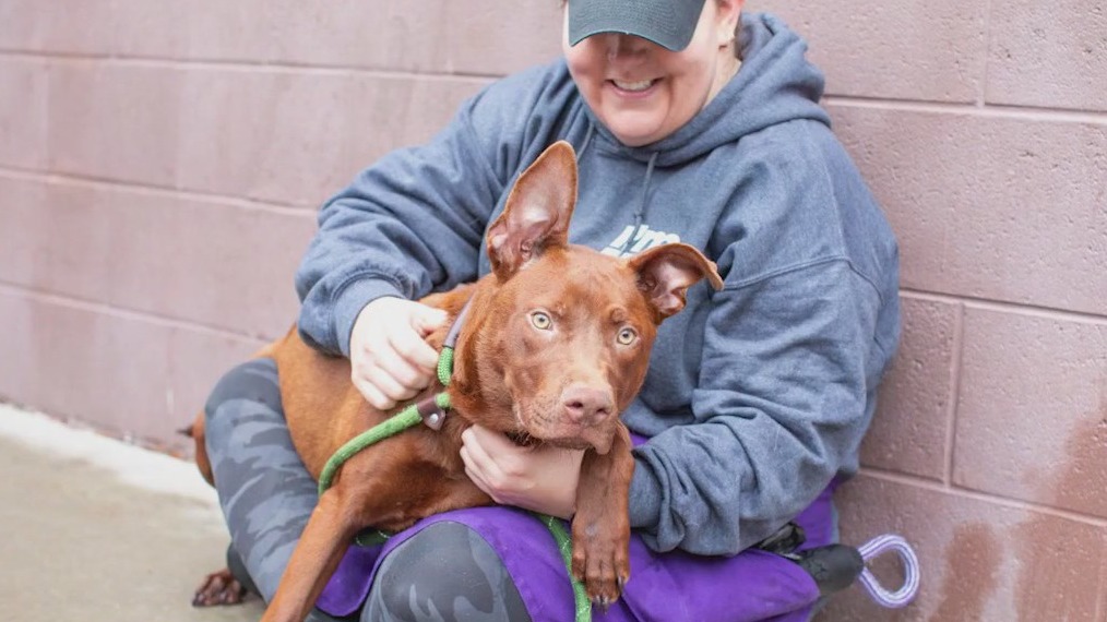 Meet Delaware: Our Pet of the Day