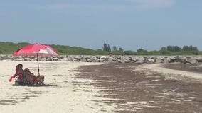 Drop in sargassum in Atlantic